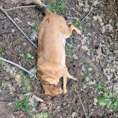 TierschutzhundeStammtisch🐕-Beitrag-Bild