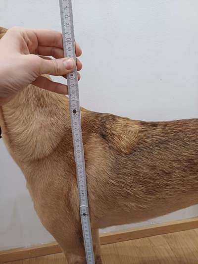 TierschutzhundeStammtisch🐕-Beitrag-Bild