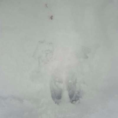 TierschutzhundeStammtisch🐕-Beitrag-Bild