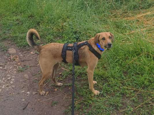 TierschutzhundeStammtisch🐕-Beitrag-Bild