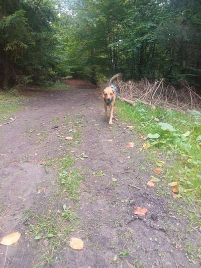 TierschutzhundeStammtisch🐕-Beitrag-Bild