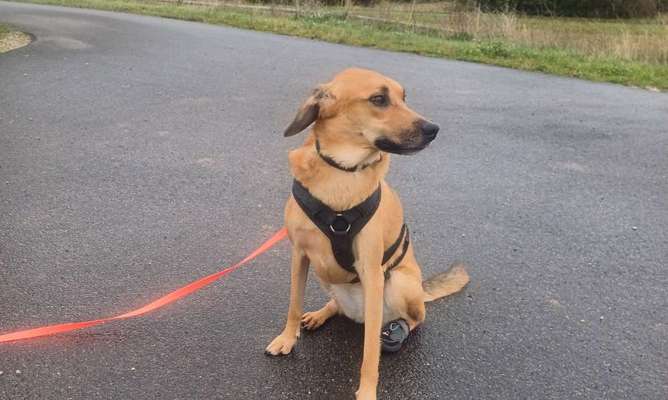 TierschutzhundeStammtisch🐕-Beitrag-Bild