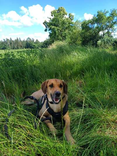 TierschutzhundeStammtisch🐕-Beitrag-Bild