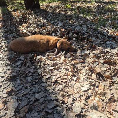 TierschutzhundeStammtisch🐕-Beitrag-Bild