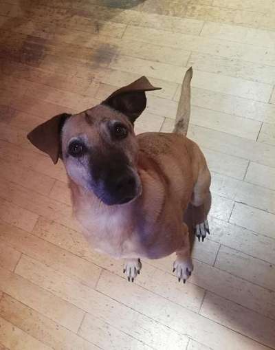 TierschutzhundeStammtisch🐕-Beitrag-Bild