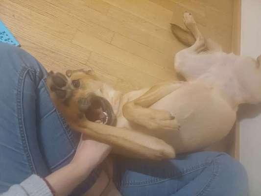 TierschutzhundeStammtisch🐕-Beitrag-Bild