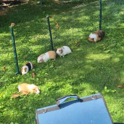 TierschutzhundeStammtisch🐕-Beitrag-Bild