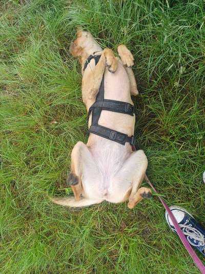 TierschutzhundeStammtisch🐕-Beitrag-Bild