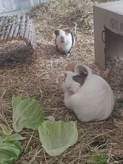 TierschutzhundeStammtisch🐕-Beitrag-Bild