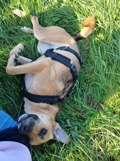 TierschutzhundeStammtisch🐕-Beitrag-Bild