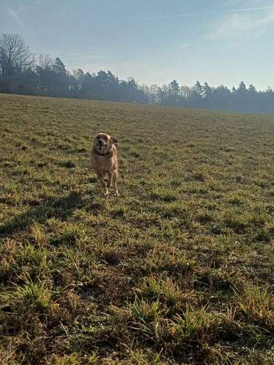 TierschutzhundeStammtisch🐕-Beitrag-Bild