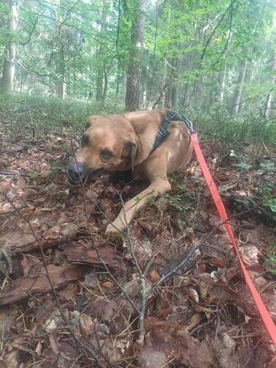 TierschutzhundeStammtisch🐕-Beitrag-Bild