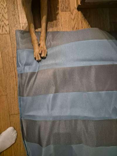 TierschutzhundeStammtisch🐕-Beitrag-Bild