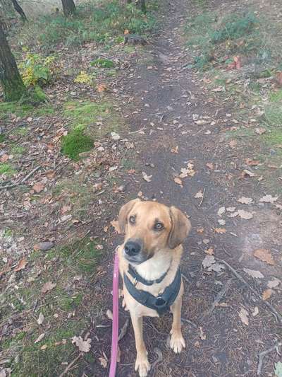 TierschutzhundeStammtisch🐕-Beitrag-Bild