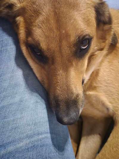 TierschutzhundeStammtisch🐕-Beitrag-Bild