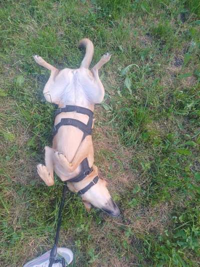 TierschutzhundeStammtisch🐕-Beitrag-Bild