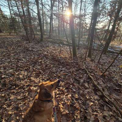 TierschutzhundeStammtisch🐕-Beitrag-Bild