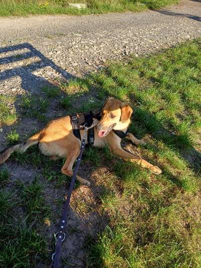 TierschutzhundeStammtisch🐕-Beitrag-Bild