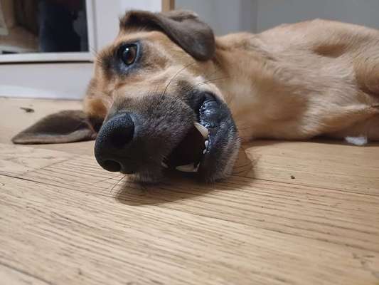 TierschutzhundeStammtisch🐕-Beitrag-Bild