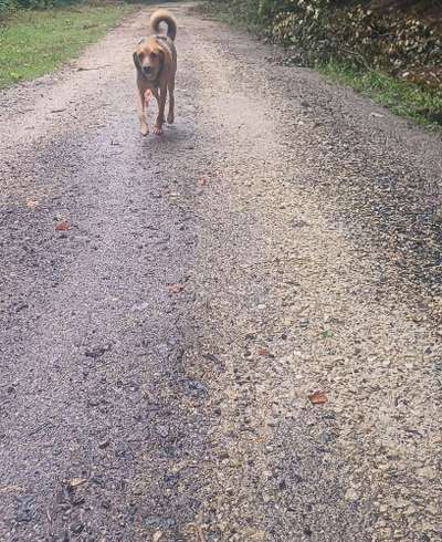 TierschutzhundeStammtisch🐕-Beitrag-Bild