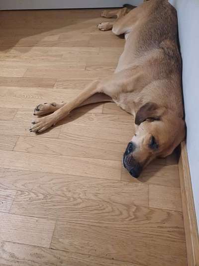 TierschutzhundeStammtisch🐕-Beitrag-Bild