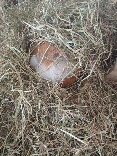 TierschutzhundeStammtisch🐕-Beitrag-Bild