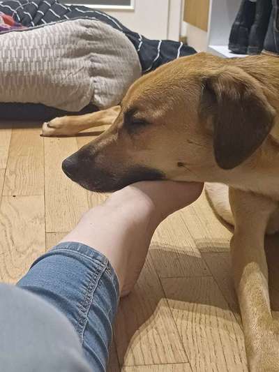 TierschutzhundeStammtisch🐕-Beitrag-Bild