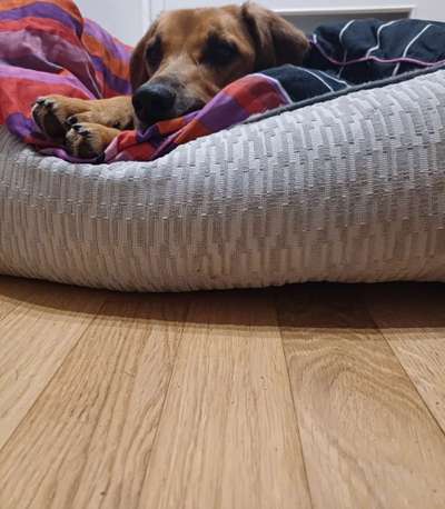 TierschutzhundeStammtisch🐕-Beitrag-Bild