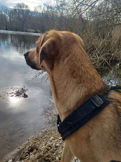 TierschutzhundeStammtisch🐕-Beitrag-Bild