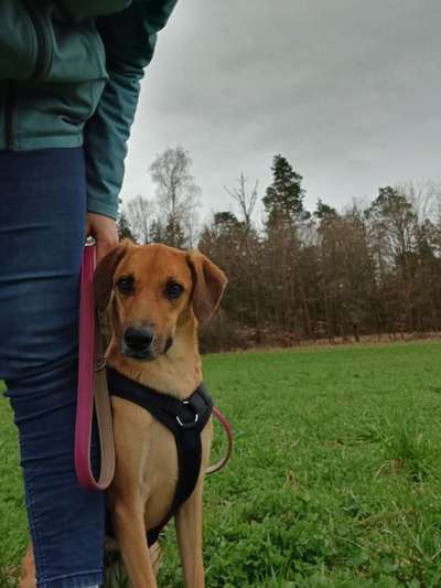 TierschutzhundeStammtisch🐕-Beitrag-Bild