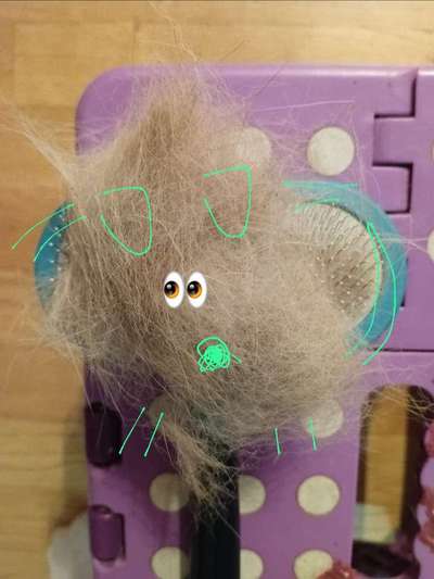 TierschutzhundeStammtisch🐕-Beitrag-Bild