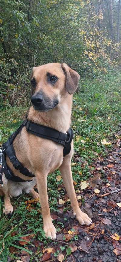 TierschutzhundeStammtisch🐕-Beitrag-Bild