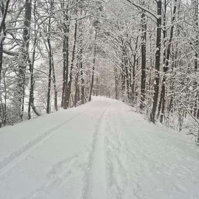 TierschutzhundeStammtisch🐕-Beitrag-Bild
