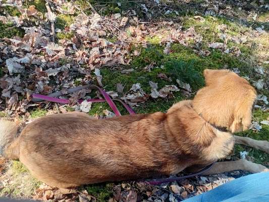 TierschutzhundeStammtisch🐕-Beitrag-Bild