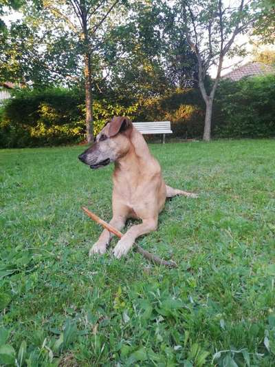 Unsere Fellnasen im Regenbogenland-Beitrag-Bild