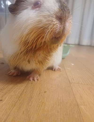 TierschutzhundeStammtisch🐕-Beitrag-Bild