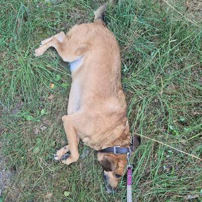 TierschutzhundeStammtisch🐕-Beitrag-Bild
