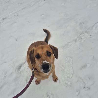 TierschutzhundeStammtisch🐕-Beitrag-Bild