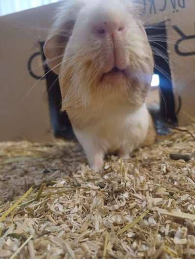 TierschutzhundeStammtisch🐕-Beitrag-Bild