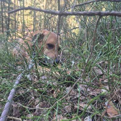 TierschutzhundeStammtisch🐕-Beitrag-Bild