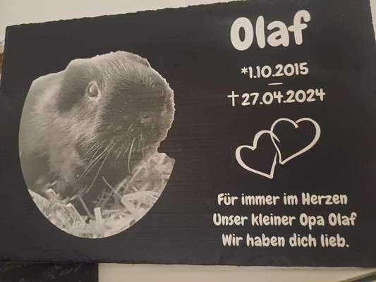 TierschutzhundeStammtisch🐕-Beitrag-Bild