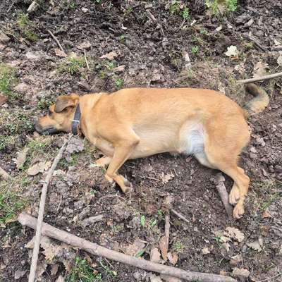 TierschutzhundeStammtisch🐕-Beitrag-Bild