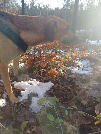 TierschutzhundeStammtisch🐕-Beitrag-Bild