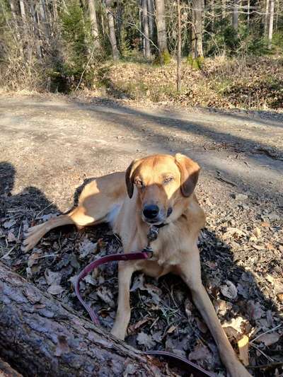 TierschutzhundeStammtisch🐕-Beitrag-Bild