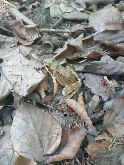 TierschutzhundeStammtisch🐕-Beitrag-Bild