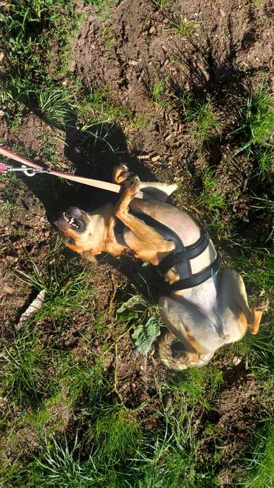 TierschutzhundeStammtisch🐕-Beitrag-Bild