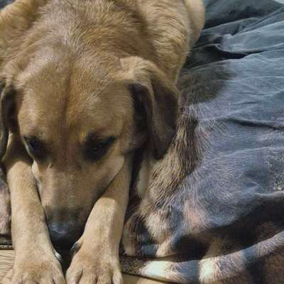 TierschutzhundeStammtisch🐕-Beitrag-Bild