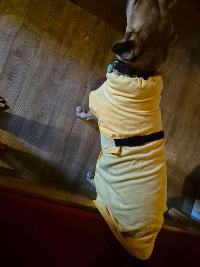 TierschutzhundeStammtisch🐕-Beitrag-Bild