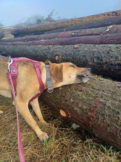 TierschutzhundeStammtisch🐕-Beitrag-Bild