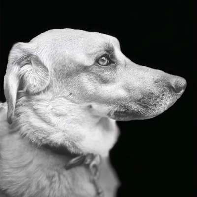 TierschutzhundeStammtisch🐕-Beitrag-Bild